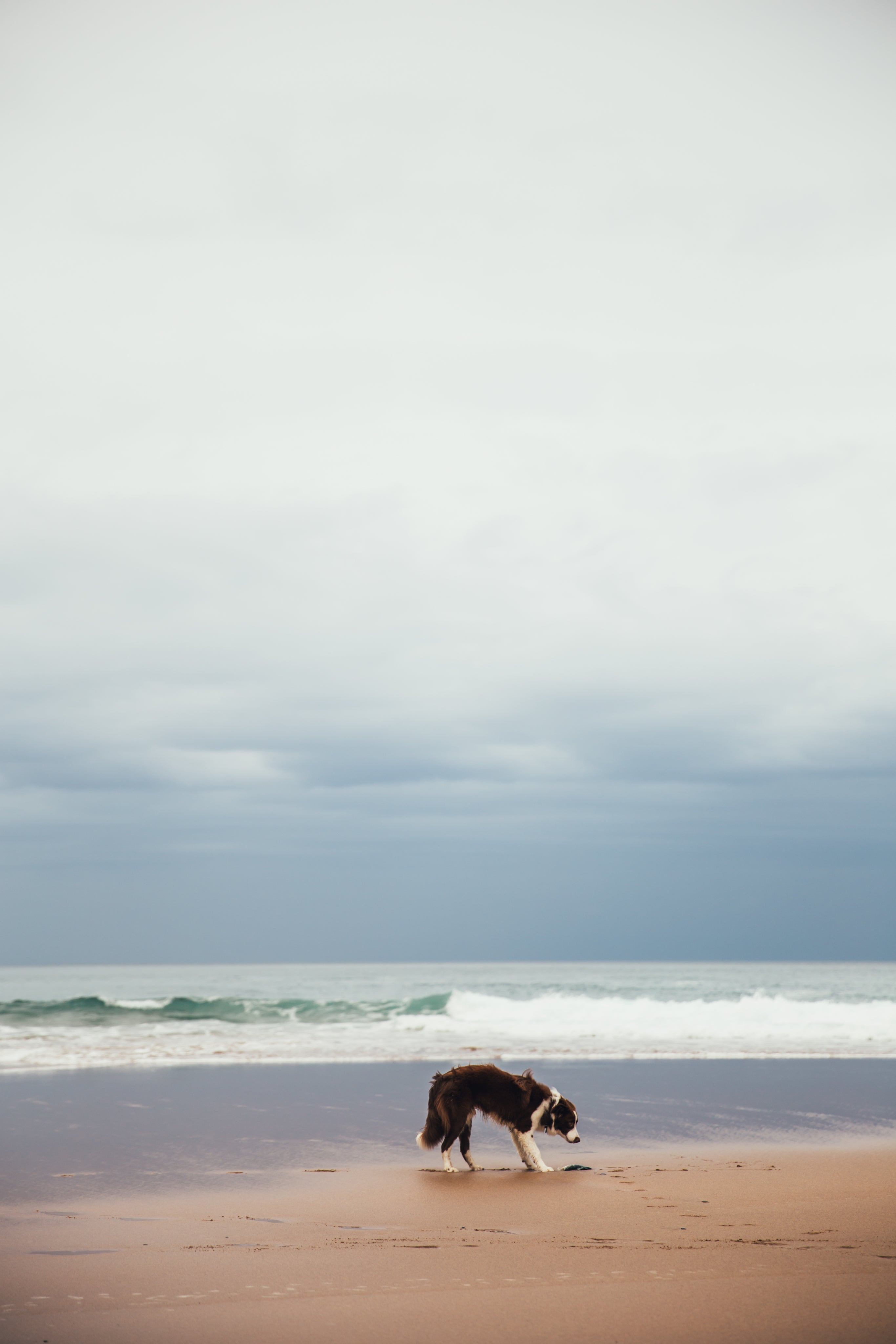 puppy-at-the-beach.jpg